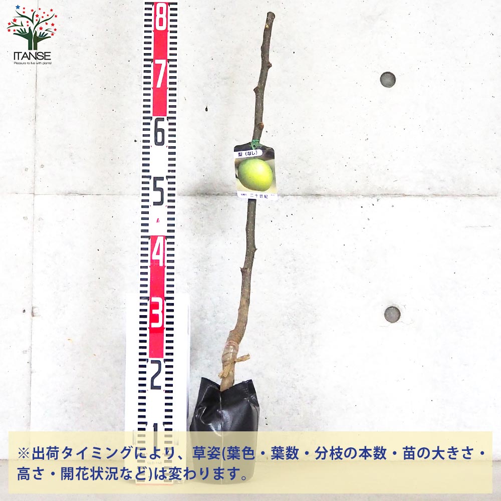 梨の苗木 二十世紀【果樹の苗木 4～5号ポット／1個売り】｜ 【植物の