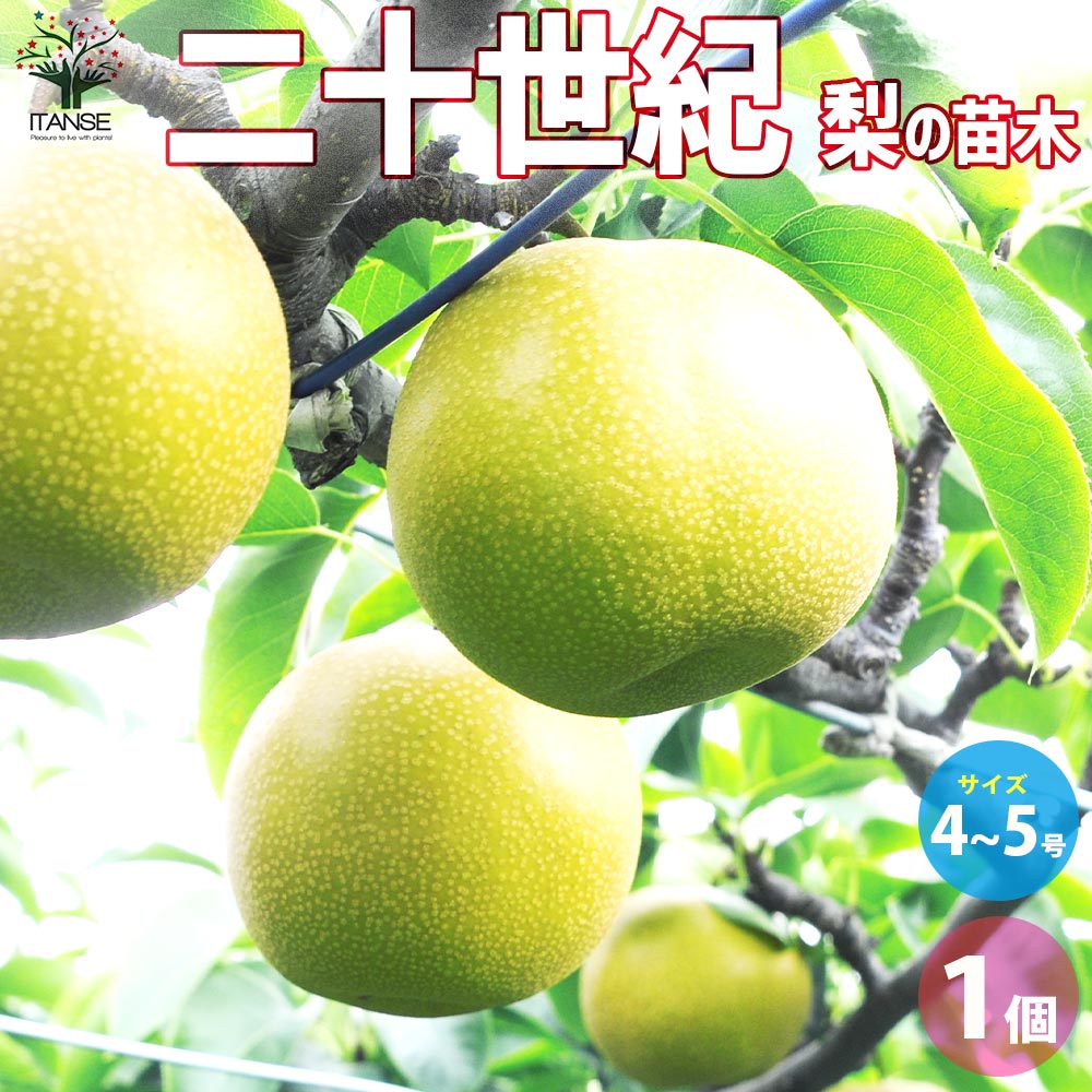 梨の苗木 二十世紀【果樹の苗木 4~5号ポット/1個売り】| 【植物の 梨の苗木 二十世紀【果樹の苗木 4~5号ポット/1個売り】| 【植物の