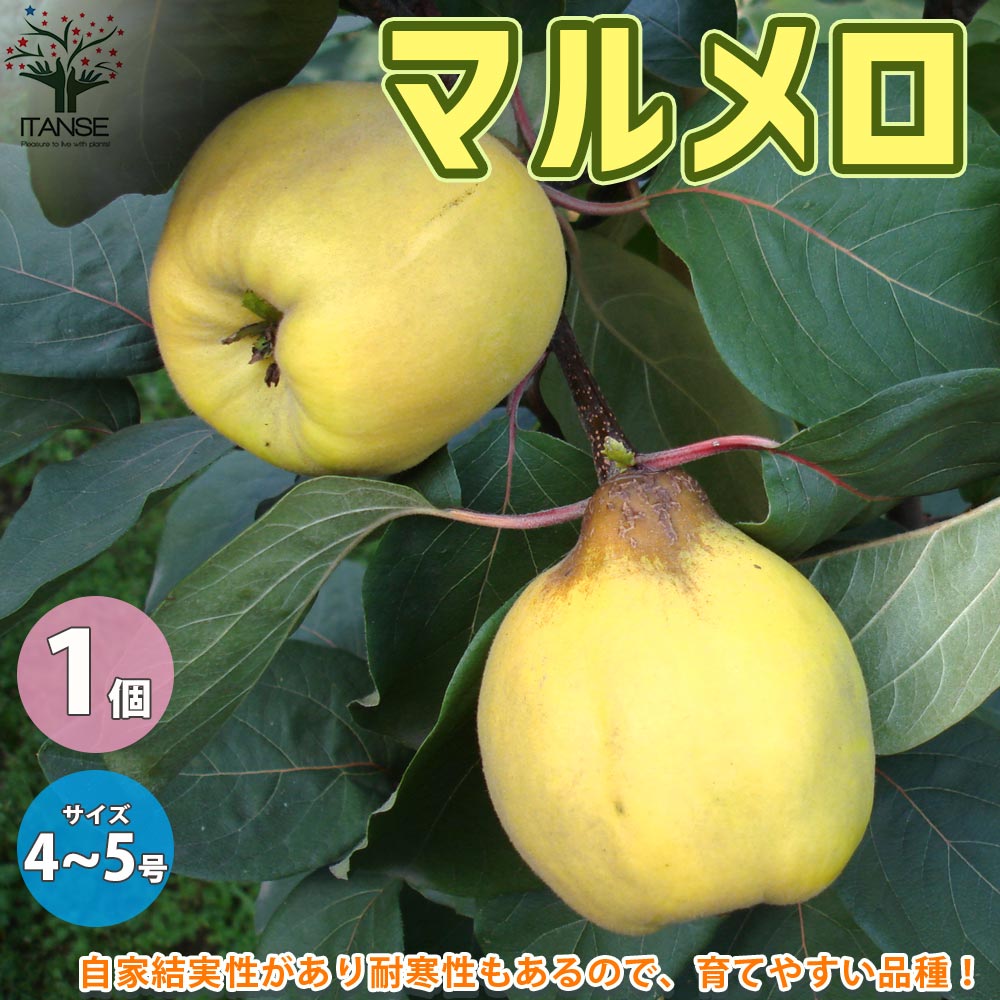 マルメロ【果樹の苗木 4～5号ポット／1個売り】