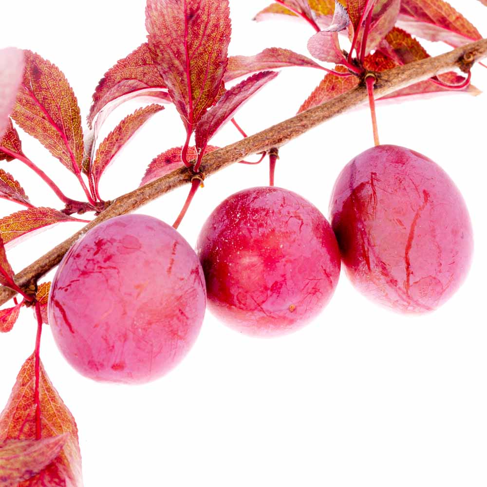 すもも／あんず｜【植物のITANSE】全品送料無料・即出荷!