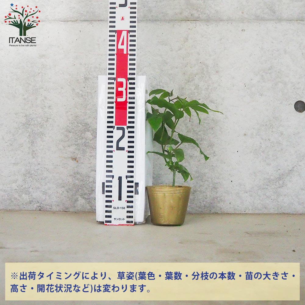 パッションフルーツの苗問い合わせ パッションフルーツの苗問い合わせ