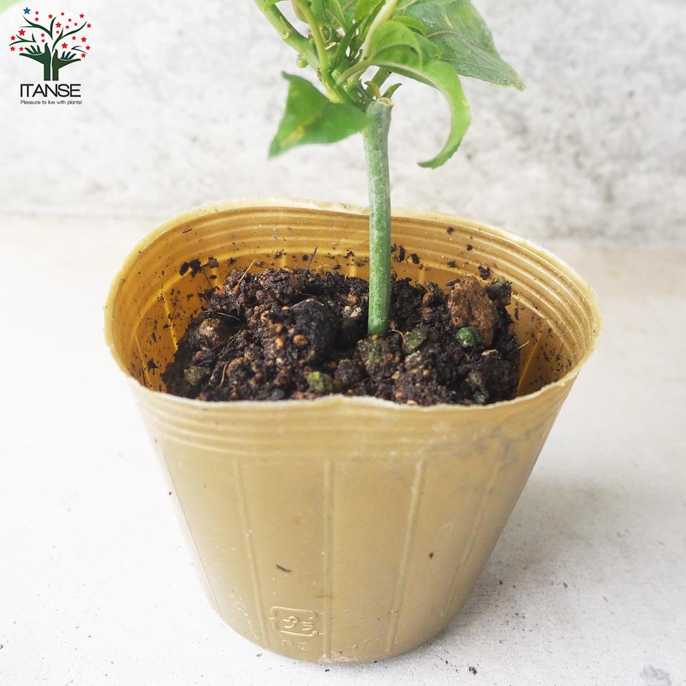 パッションフルーツ ゴールデンジャイアント【果樹の苗 9cmポット／1個