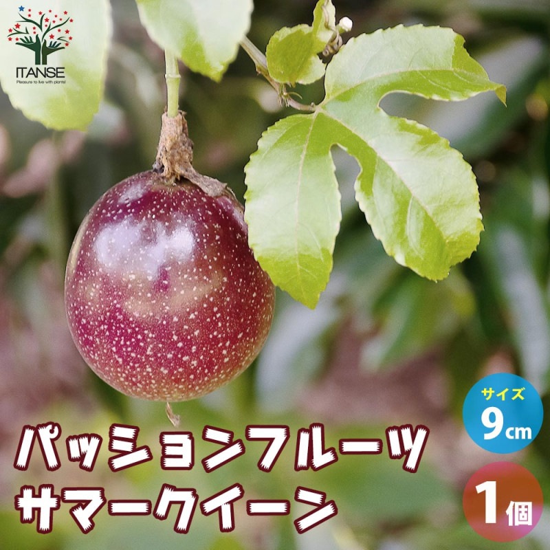 パッションフルーツ｜【植物のITANSE】全品送料無料・即出荷!