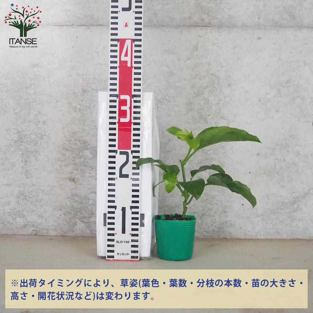 パッションフルーツ サマークイーン【果樹の苗 9cmポット／1個