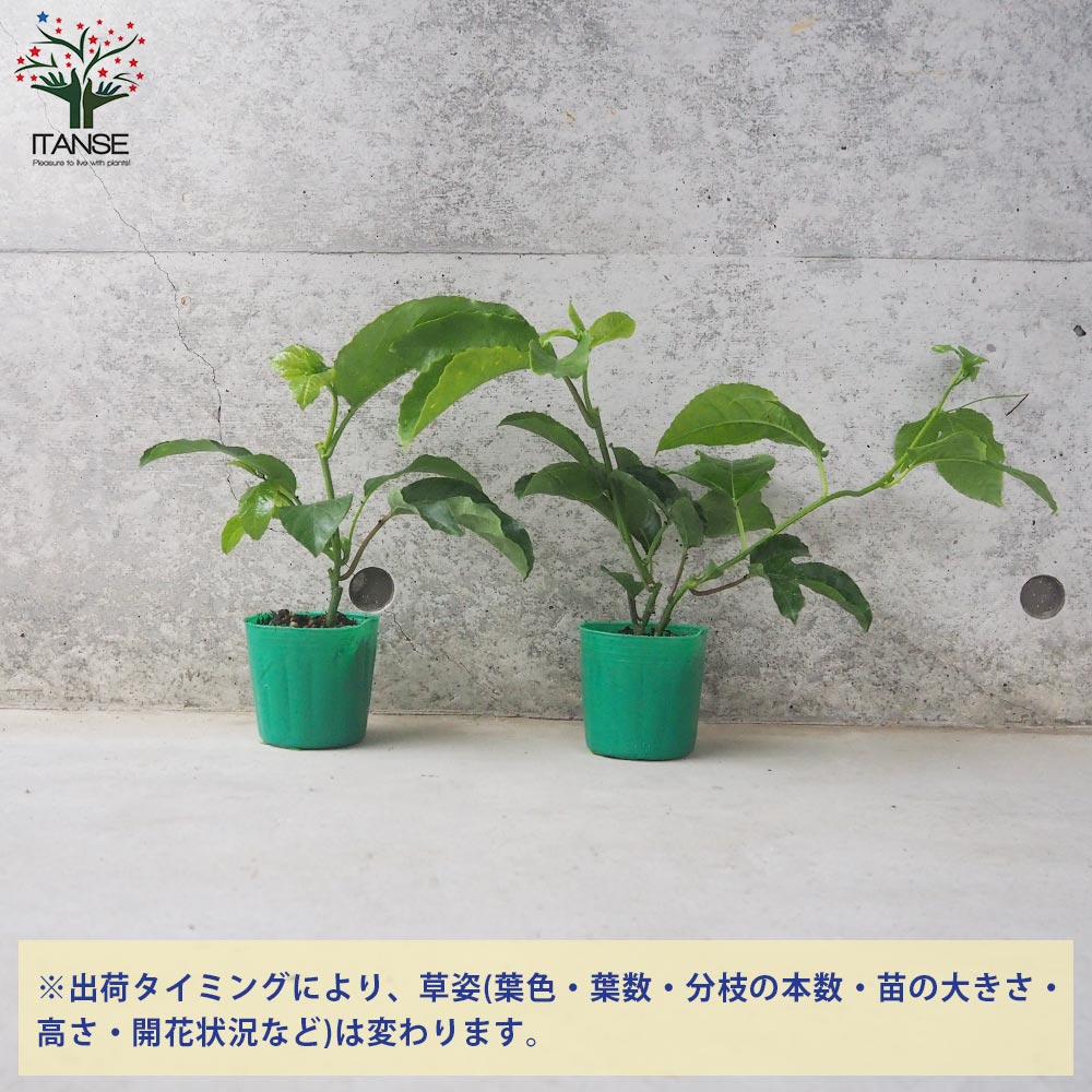 パッションフルーツの苗問い合わせ パッションフルーツの苗問い合わせ
