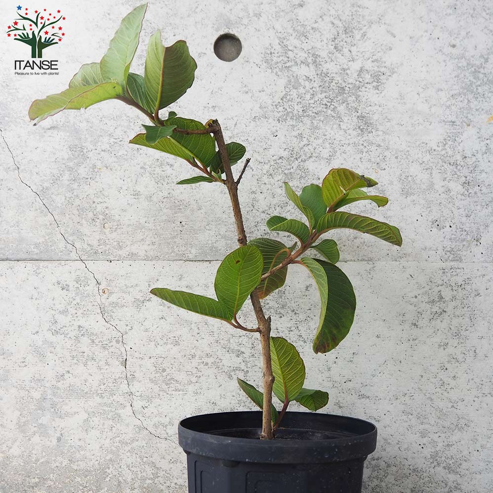 ルビーグァバ【果樹の苗木 18cmポット／1個売り】｜ 【植物の