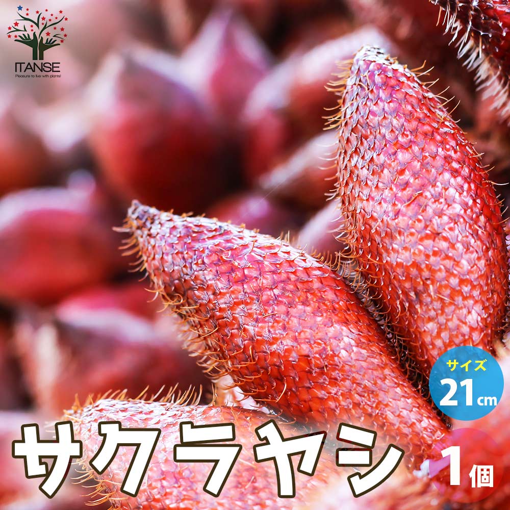 サクラヤシ(サラク)【果樹の苗木 21cmポット／1個売り】