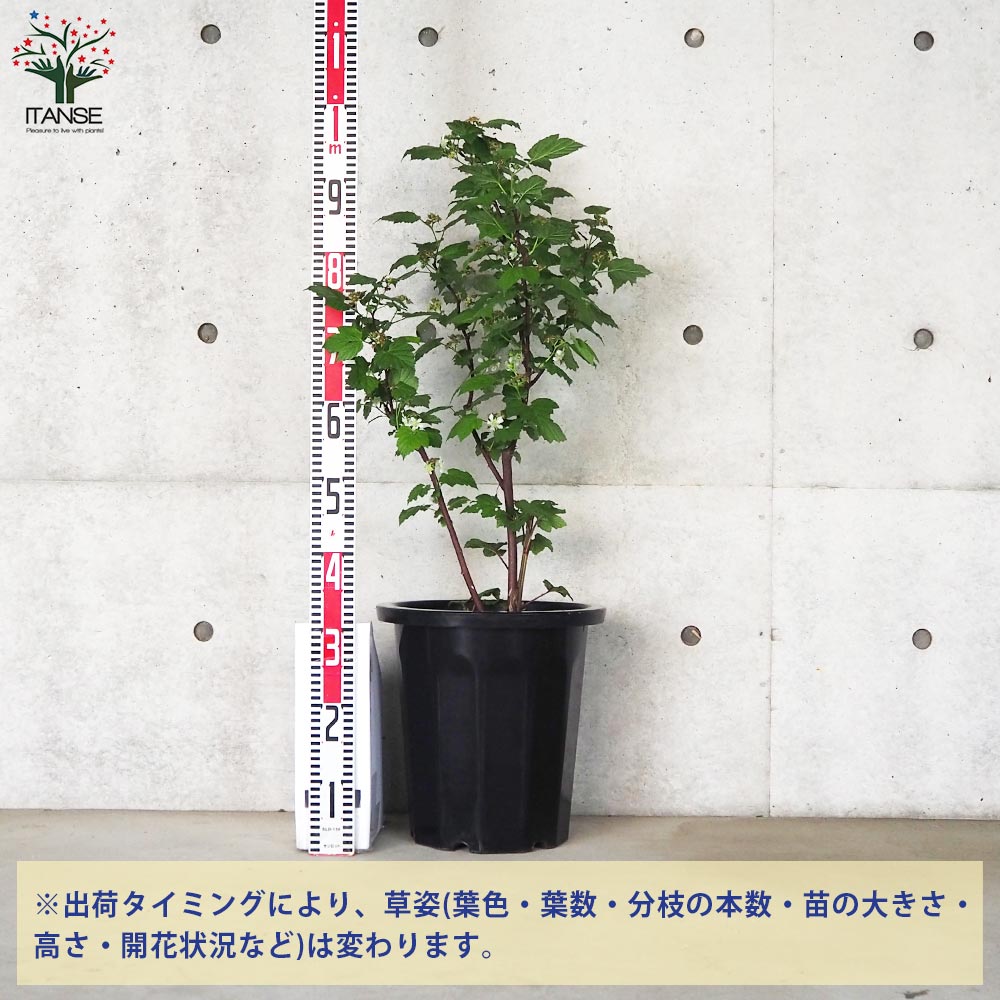 ウルトラ ラズベリー レッドドリーム【果樹の苗木 10号鉢大苗／1個売り