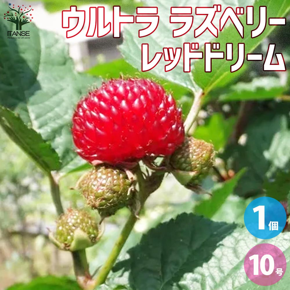 ウルトラ ラズベリー レッドドリーム【果樹の苗木 10号鉢大苗／1個売り】