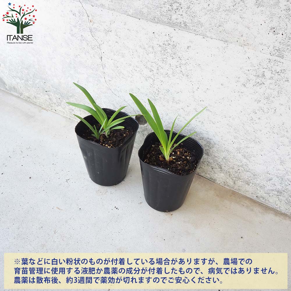 アガパンサス グリーンフィールド【花苗 4号ポット／1個売り