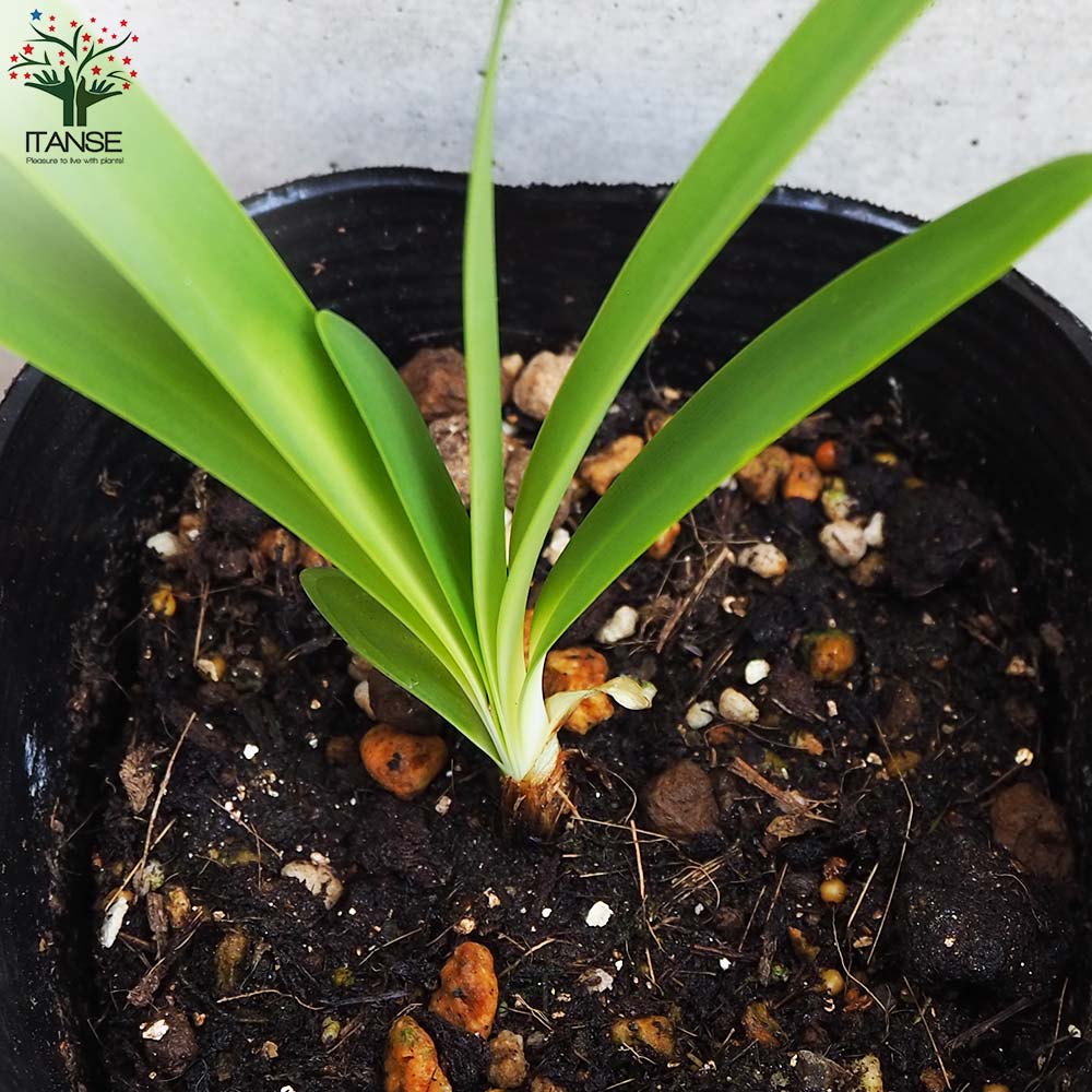 アガパンサス グリーンフィールド【花苗 4号ポット／1個売り