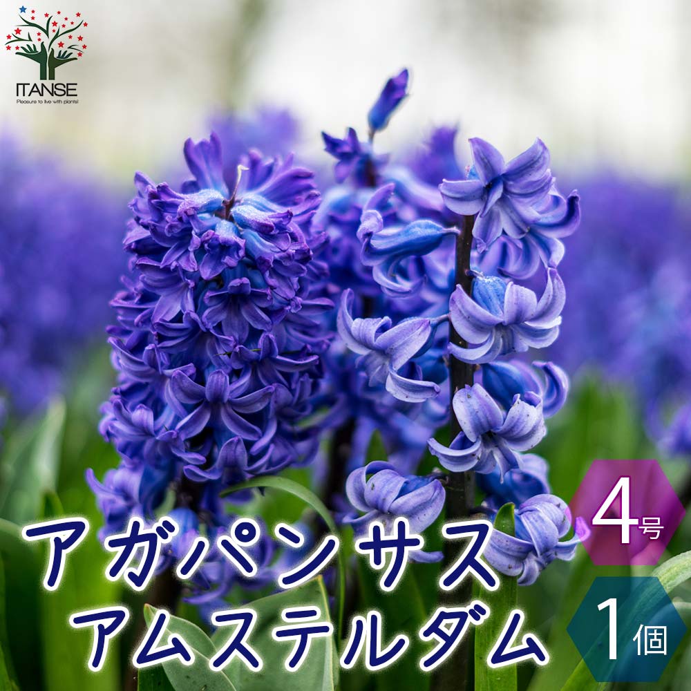 アガパンサス アムステルダム【花苗 4号ポット／1個売り】