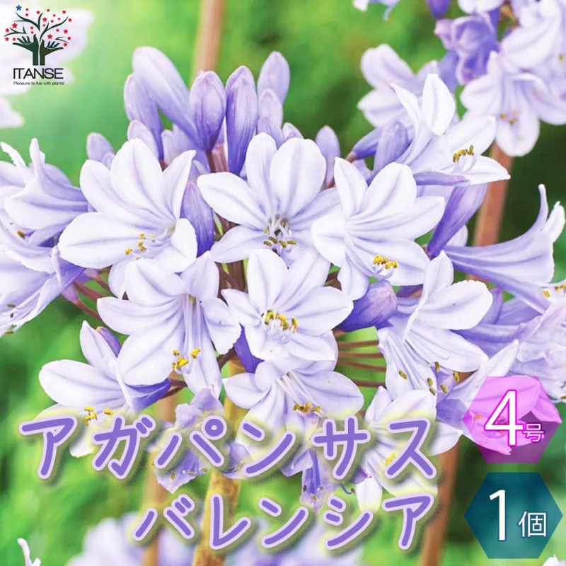 アガパンサス ツイスター 【花苗 4号／1個売り】｜ 【植物の