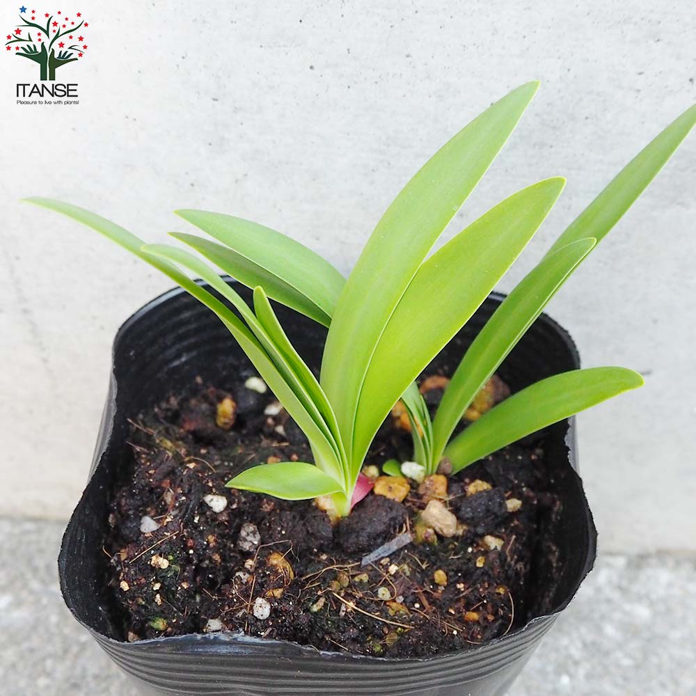 アガパンサス バレンシア【花苗 4号ポット／1個売り】｜ 【植物の