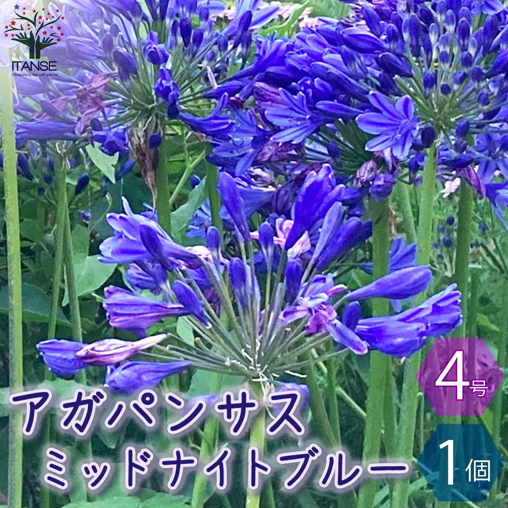 アガパンサス ミッドナイトブルー【花苗 4号ポット／1個売り】