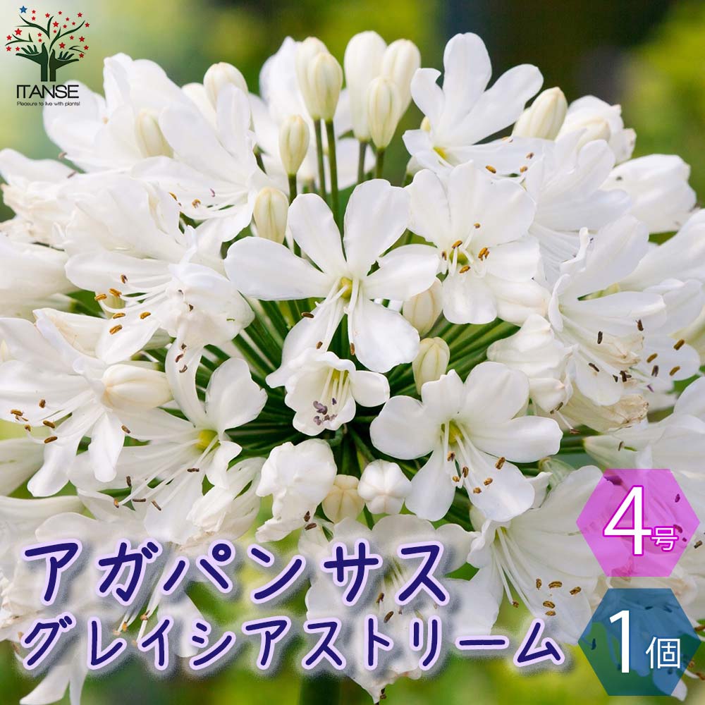アガパンサス グレイシアストリーム【花苗 4号ポット／1個売り】