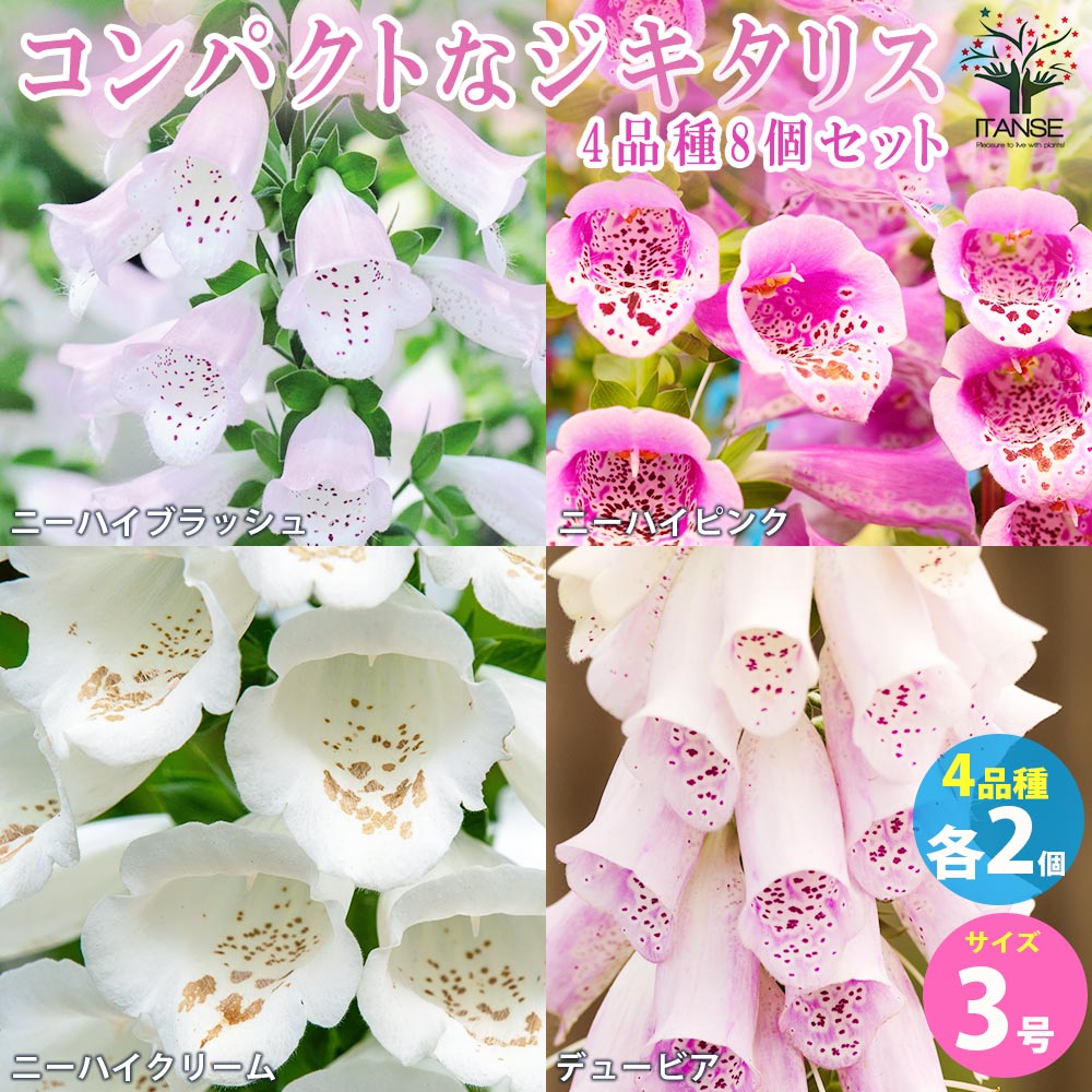 コンパクトなジキタリスセット 4品種各2個【花苗 3号ポット／お買い得8個セット】