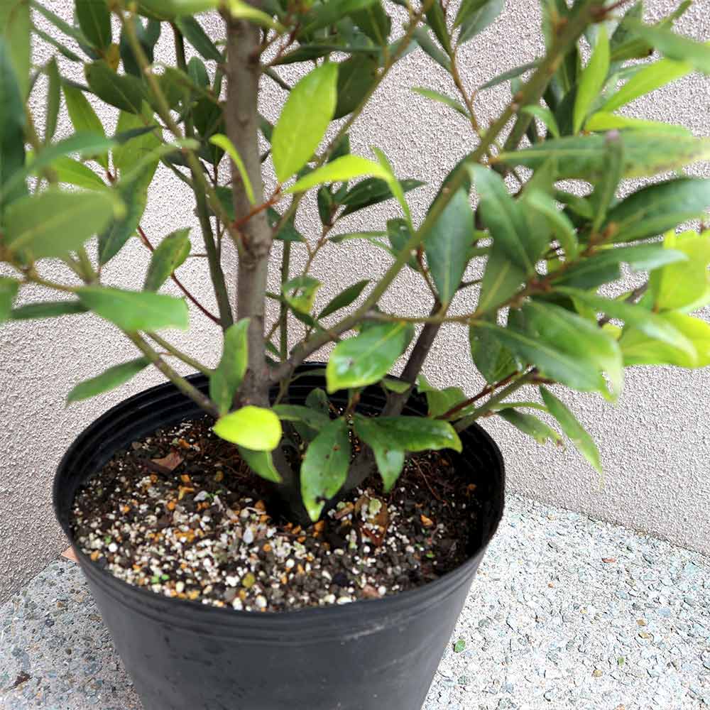 庭木　植木　観葉植物　月桂樹　ローリエ　オーレア　スタンド仕立て　７号鉢　ハーブ 庭木 植木 観葉植物 月桂樹 ローリエ オーレア スタンド仕立て