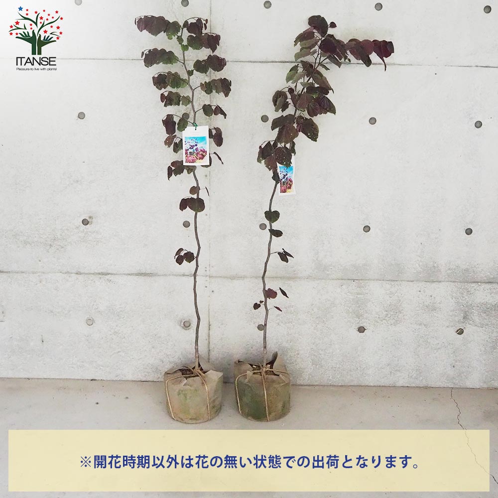 アメリカハナズオウ フォレストパンジー【花苗 根巻大苗／1個売り