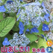 山アジサイの苗 品種：紫水晶【花苗 3号ポット／1個売り】|花苗