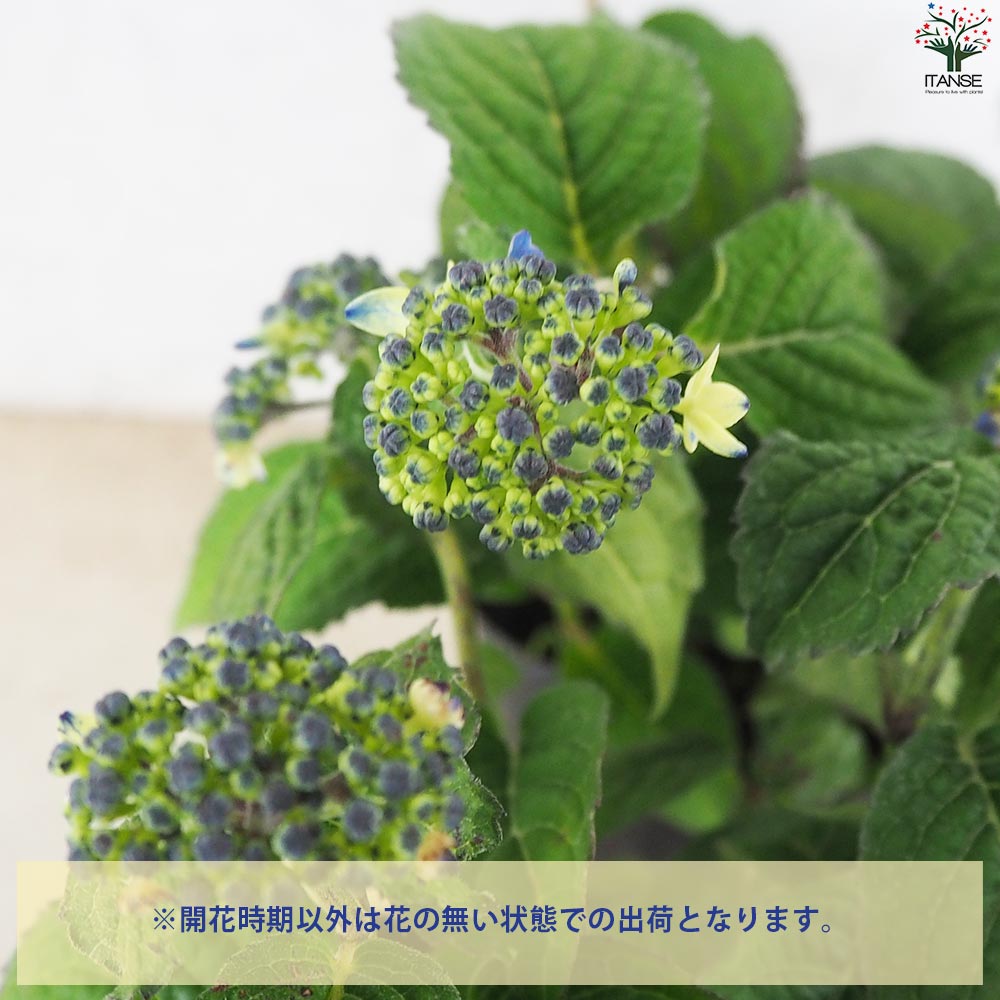 山アジサイの苗 品種：紫水晶【花苗 3号ポット／1個売り】｜ 【植物の