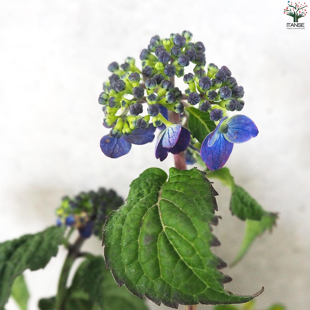 山アジサイの苗 品種：紫水晶【花苗 3号ポット／1個売り】｜ 【植物の