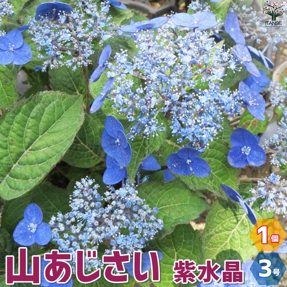 山アジサイの苗 品種：紫水晶【花苗 3号ポット／1個売り】