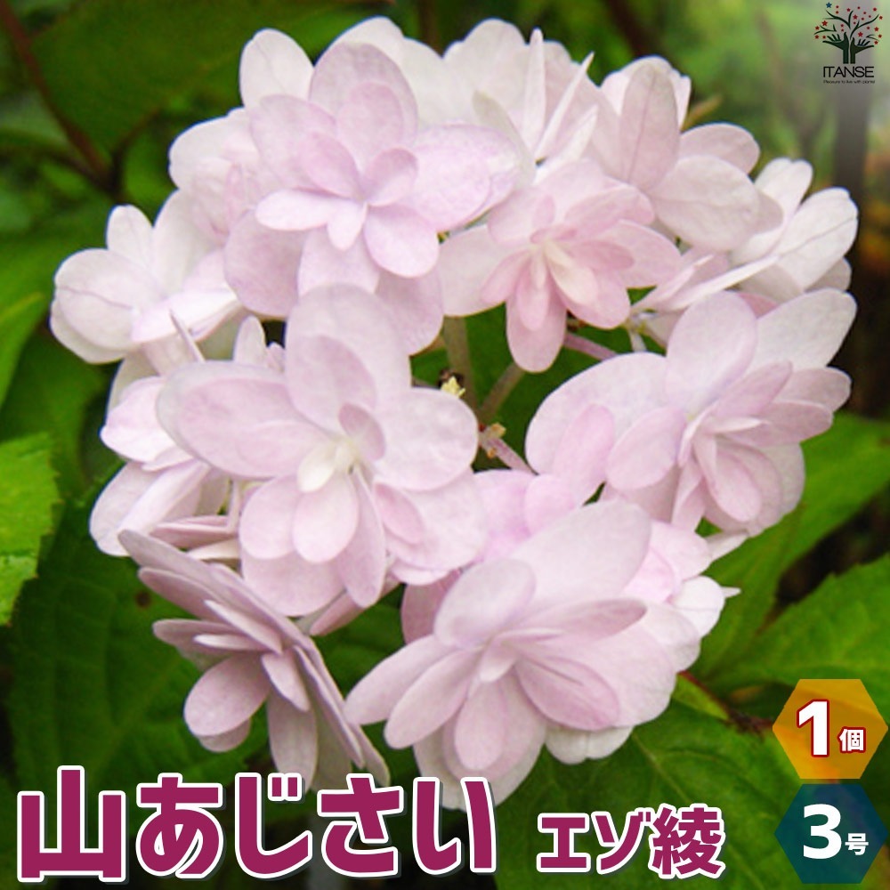 山アジサイの苗 品種：エゾ綾【花苗 3号ポット／1個売り】