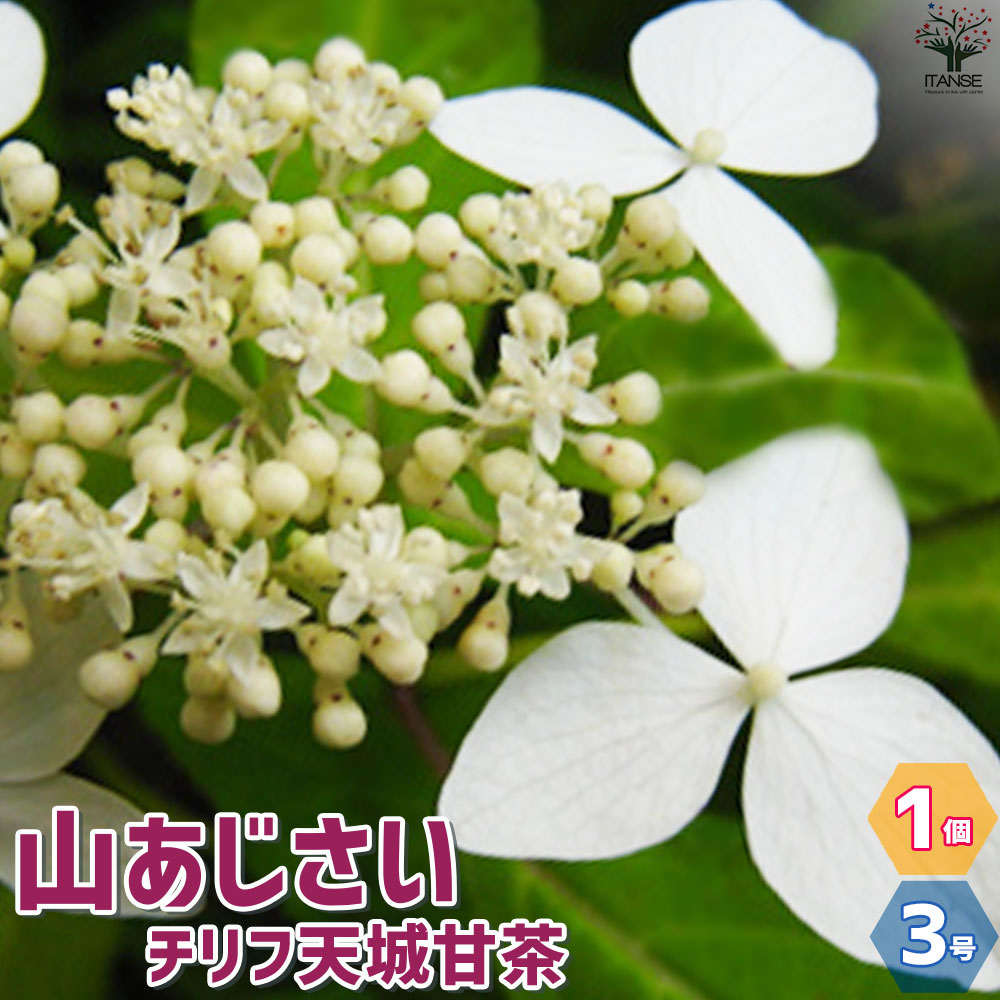 山アジサイの苗 品種：チリフ天城甘茶【花苗 3号ポット／1個売り