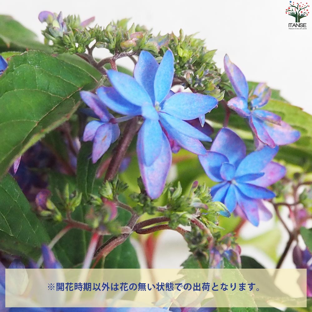 八重咲きアジサイ パープルブルー月虹　蝦夷山葡萄苗木　セット 島根オリジナル品種】 八重咲き紫陽花『万華鏡・銀河』 ブルー