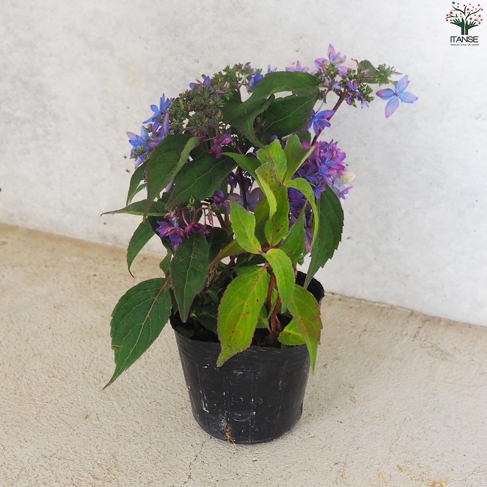 山アジサイの苗 品種：坊ヶ鶴・紫八重(ボウガツル・ムラサキヤエ