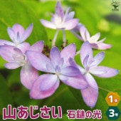 山アジサイの苗 品種：石鎚の光(イシヅチノヒカリ)【花苗 3号ポット／1個売り】|花苗