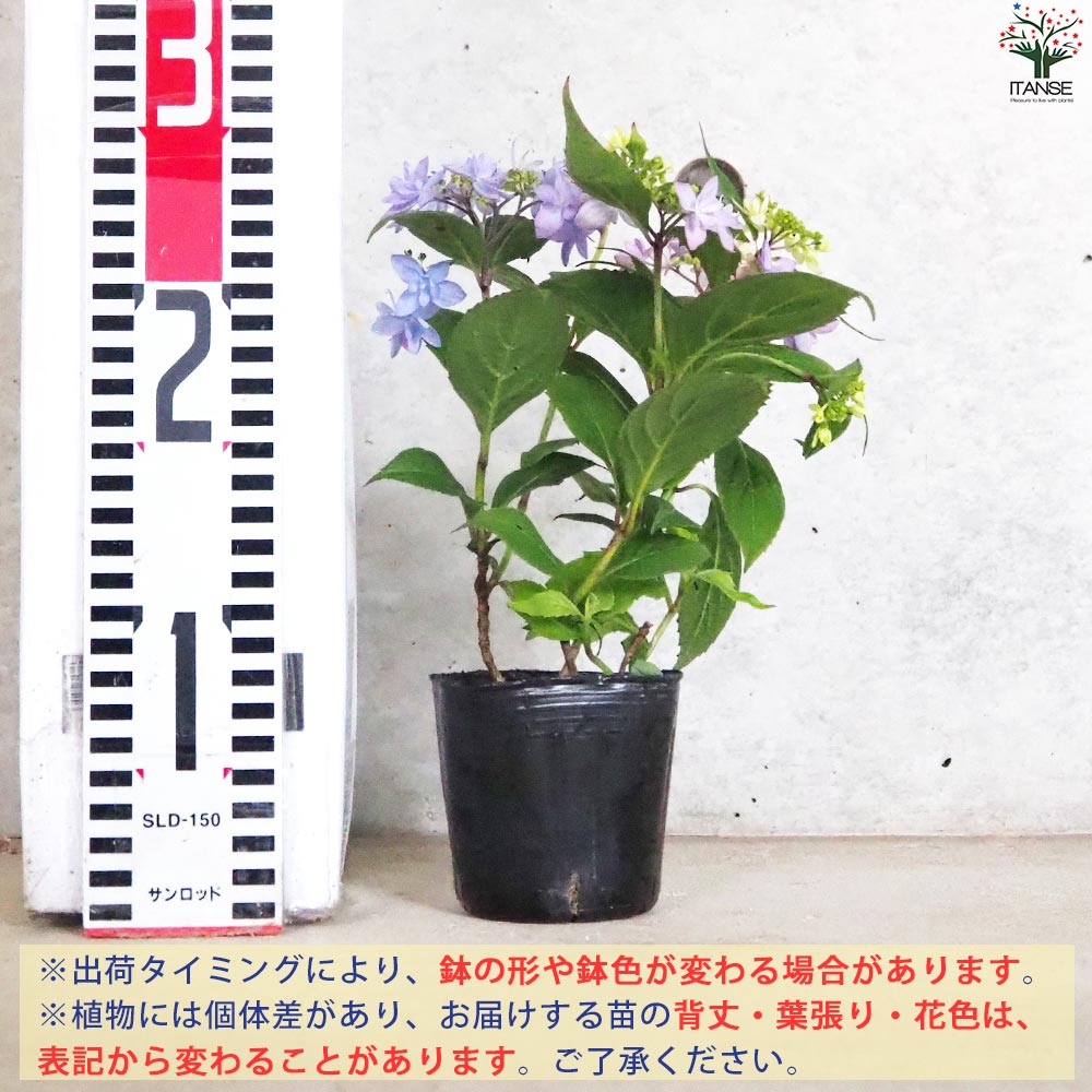 山アジサイの苗 品種：石鎚の光(イシヅチノヒカリ)【花苗 3号ポット／1