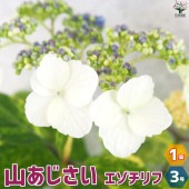 山アジサイの苗 品種：エゾチリフ【花苗 3号ポット／1個売り】|花苗