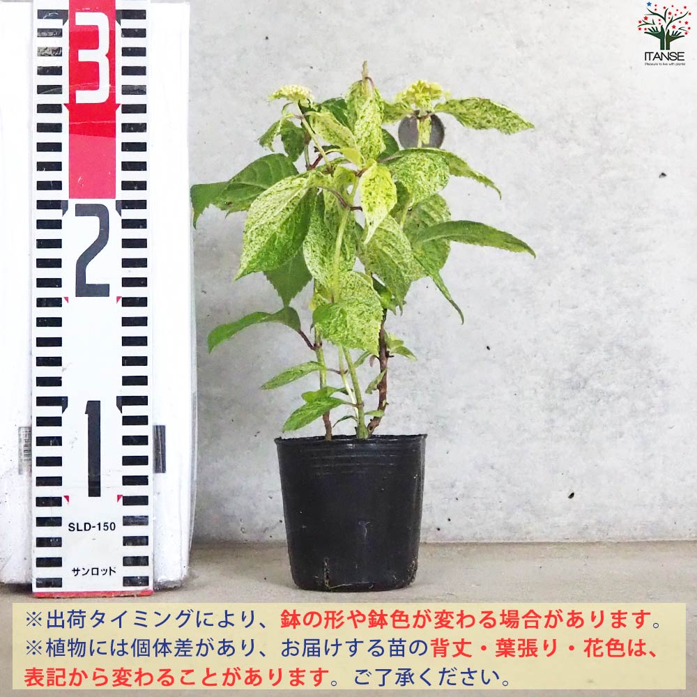 山アジサイの苗 品種：エゾチリフ【花苗 3号ポット／1個売り