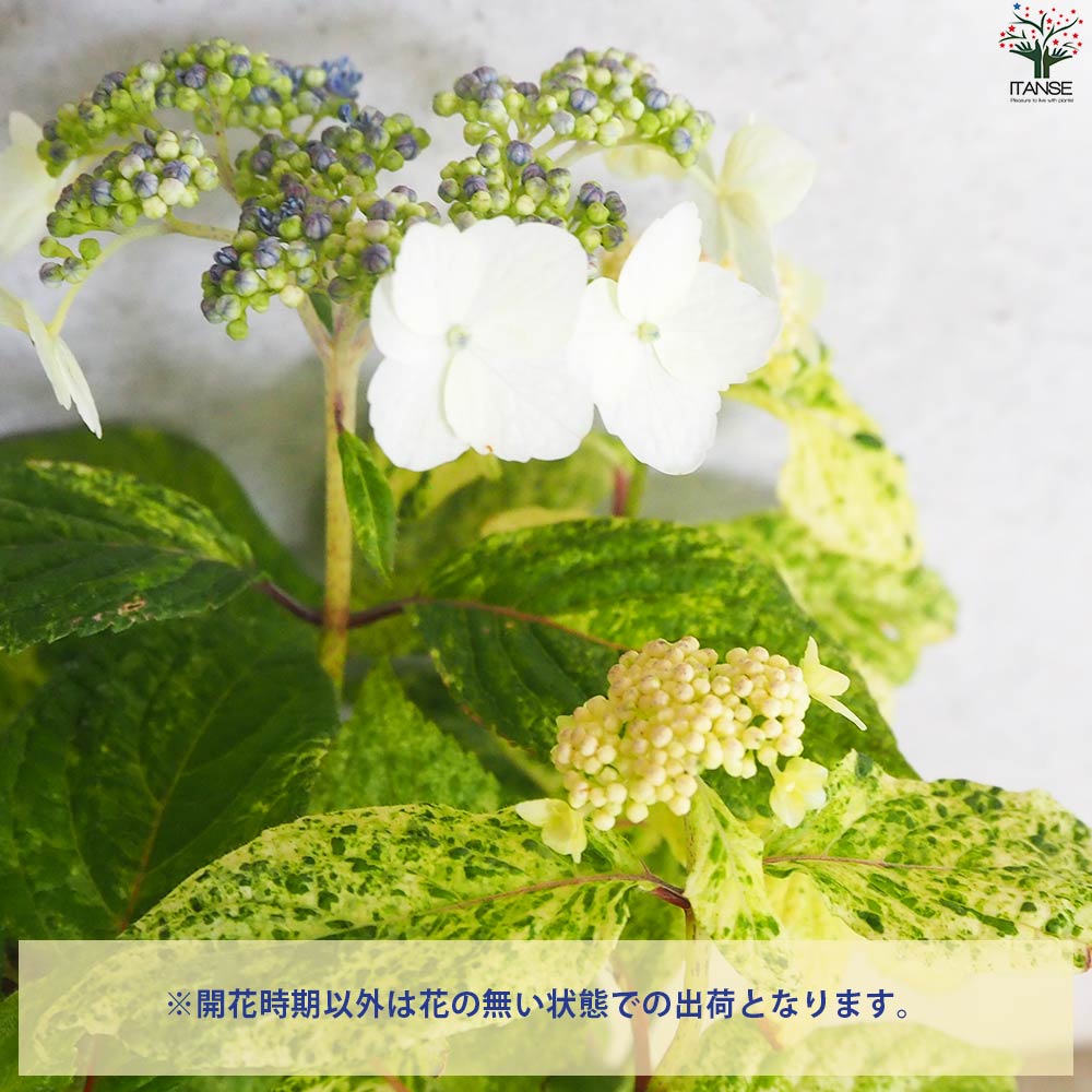 山アジサイの苗 品種：エゾチリフ【花苗 3号ポット／1個売り