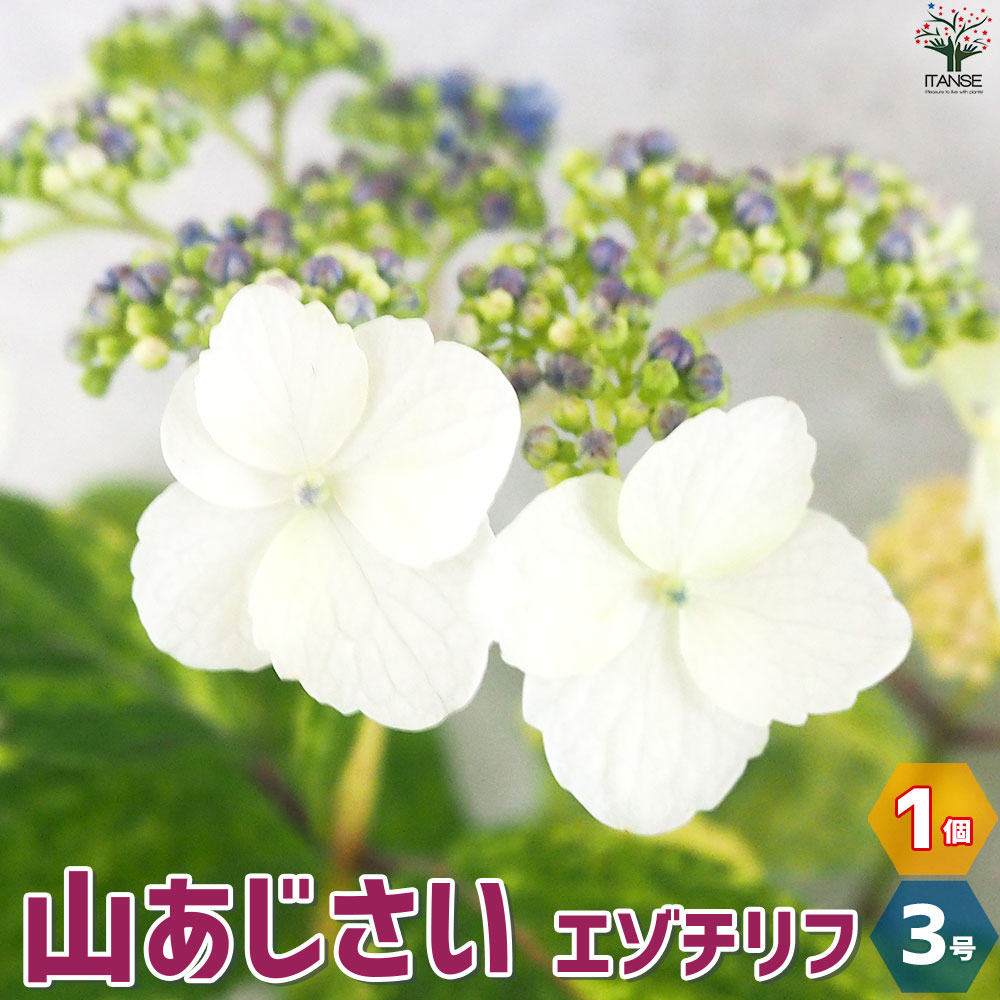 山アジサイの苗 品種：エゾチリフ【花苗 3号ポット／1個売り