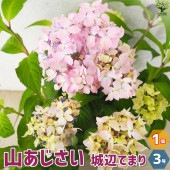 山アジサイの苗 品種：城辺てまり(ジョウヘンテマリ)【花苗 3号ポット／1個売り】|花苗