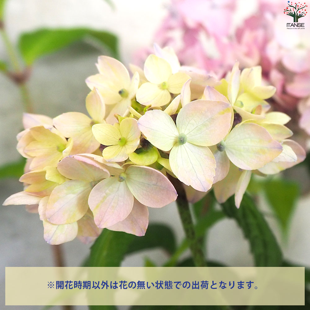 山アジサイの苗 品種：城辺てまり(ジョウヘンテマリ)【花苗 3号ポット 