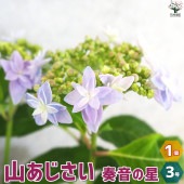 山アジサイの苗 品種：泰音の星(かなとのほし)【花苗 3号ポット／1個売り】|花苗