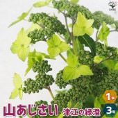 山アジサイの苗 品種：津江の緑澄(ツエノミドリズミ)【花苗 3号ポット／1個売り】|花苗