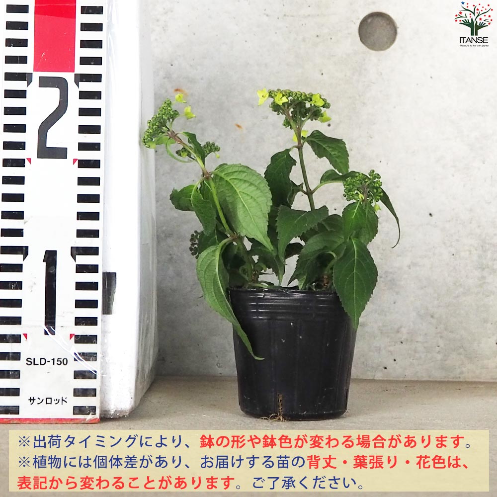 山アジサイの苗 品種：津江の緑澄(ツエノミドリズミ)【花苗 3号ポット