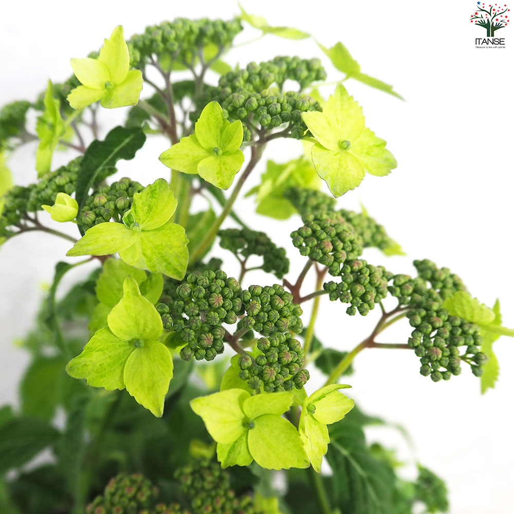 山アジサイの苗 品種：津江の緑澄(ツエノミドリズミ)【花苗 3号ポット