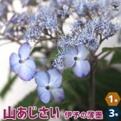 山アジサイの苗 品種：伊予の薄墨(イヨノウスズミ)【花苗 3号ポット／1個売り】|花苗