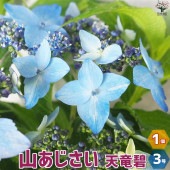 山アジサイの苗 品種：天竜碧(テンリュウミドリ)【花苗 3号ポット／1個売り】|花苗