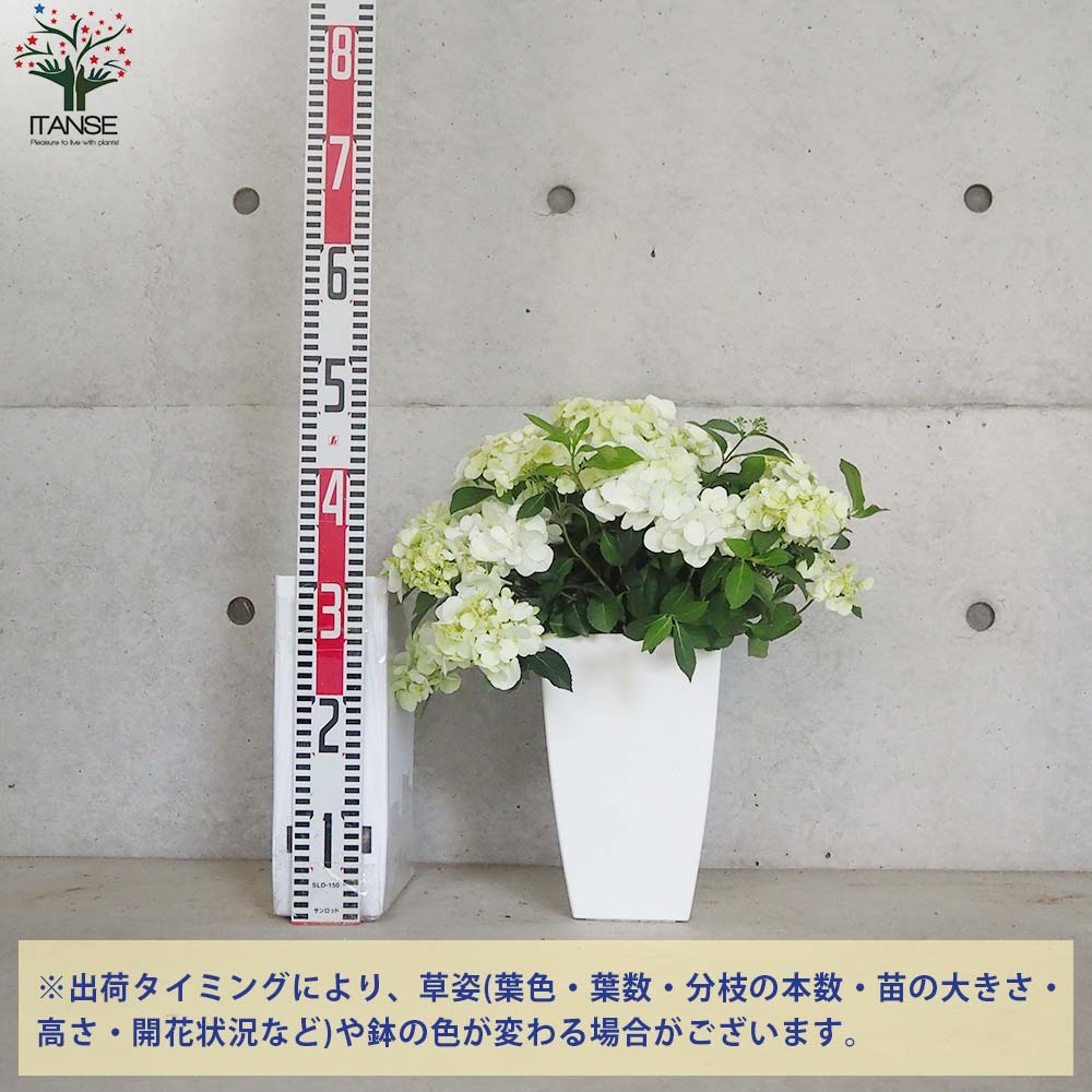 アジサイ ラグランジア・シャンデリーニ【花苗 7号鉢／1個売り