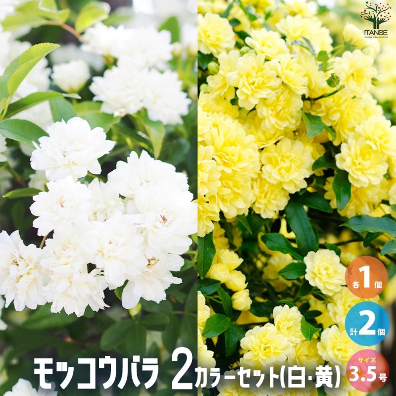 桔梗の苗 混色植え 【花苗 3.5号】｜ 【植物のITANSE】全品送料