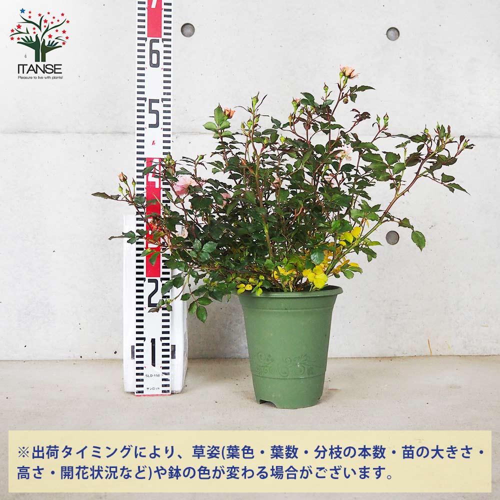ドリフトローズ ピーチ【花苗 6号鉢／1個売り】｜ 【植物の