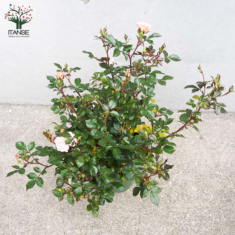 ドリフトローズ ピーチ【花苗 6号鉢／1個売り】｜ 【植物の