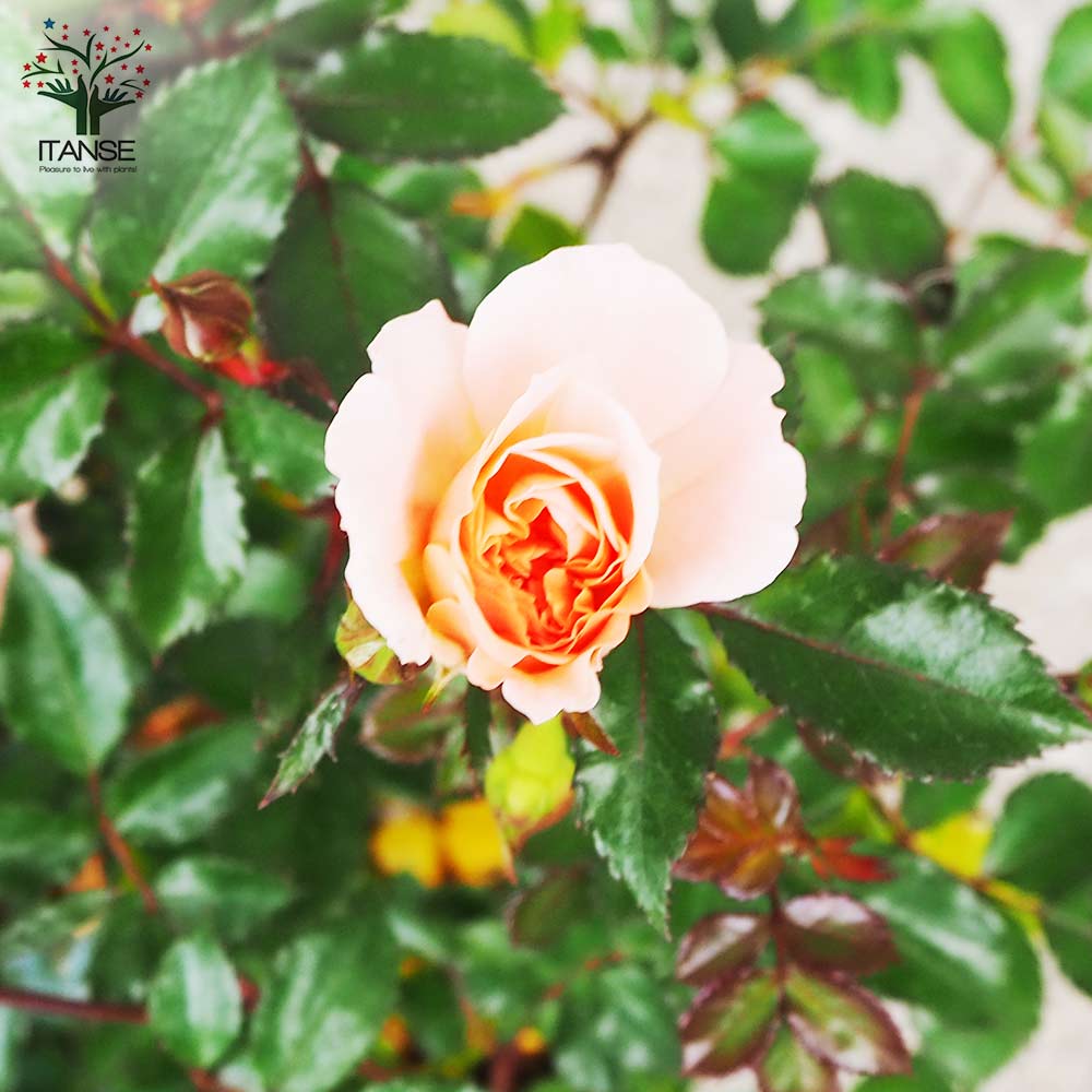 ドリフトローズ Amazon.co.jp: ドリフトローズ 苗 スウィートドリフト 9cm